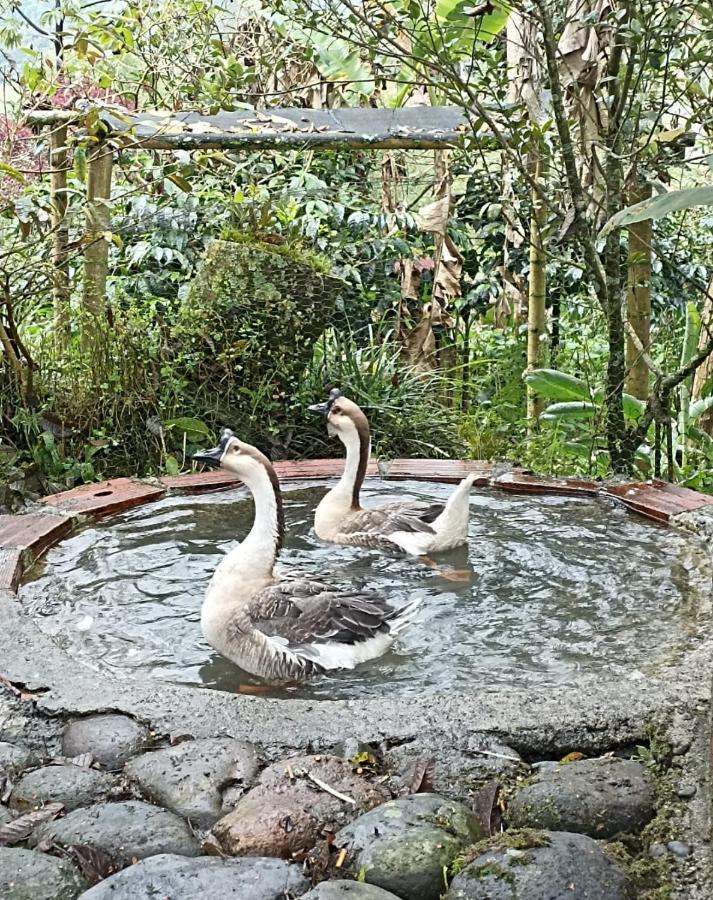 Hostal Campestre El Santuario Filandia Dış mekan fotoğraf