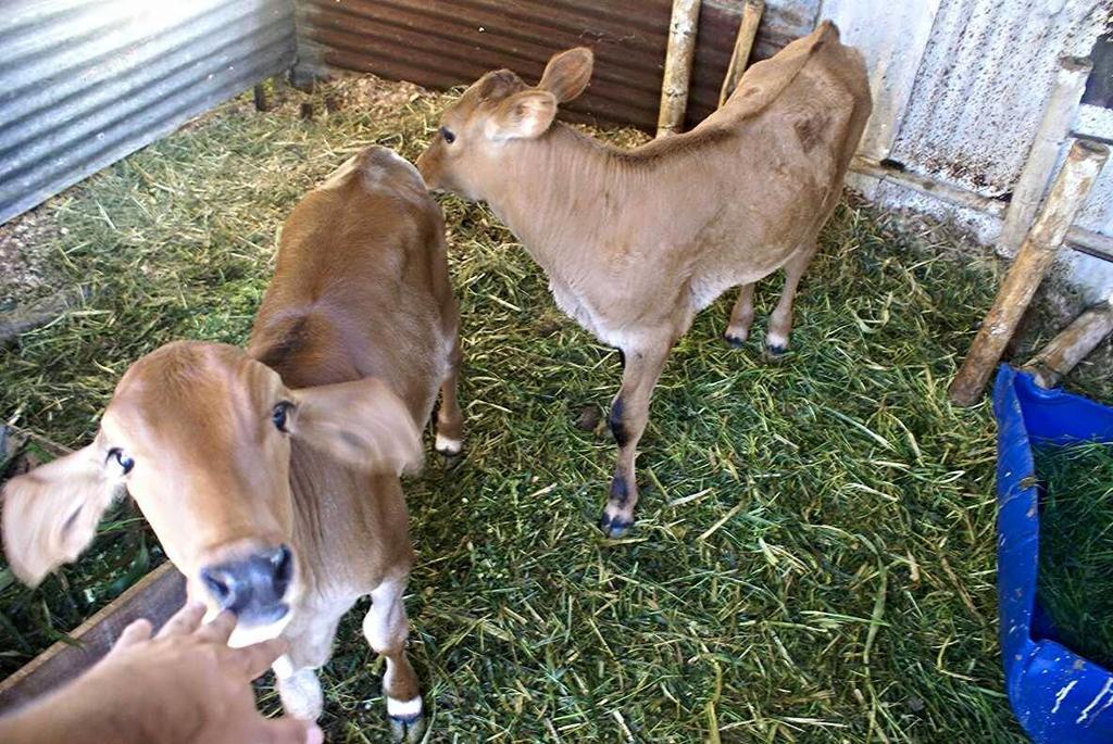 Hostal Campestre El Santuario Filandia Dış mekan fotoğraf